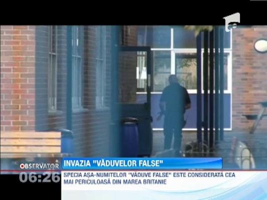 O scoala din Marea Britanie a fost inchisa din cauza unei invazii de paianjeni!