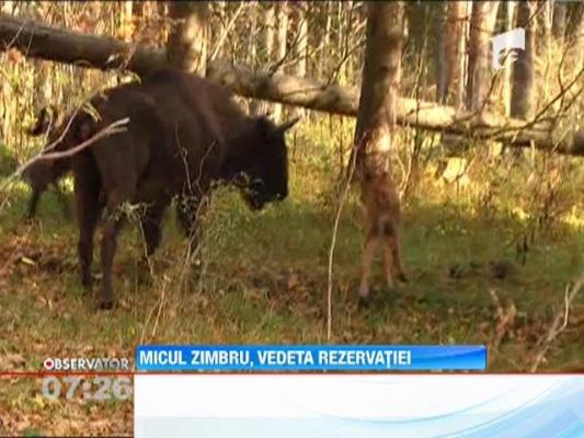 Pui de zimbru, vedeta rezervatiei in Neamt