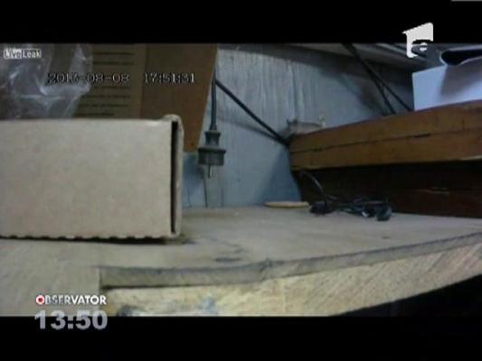 Un barbat din Rusia a postat un film cu un soarece care se chinuie cateva minute sa fure un biscuite de pe jos