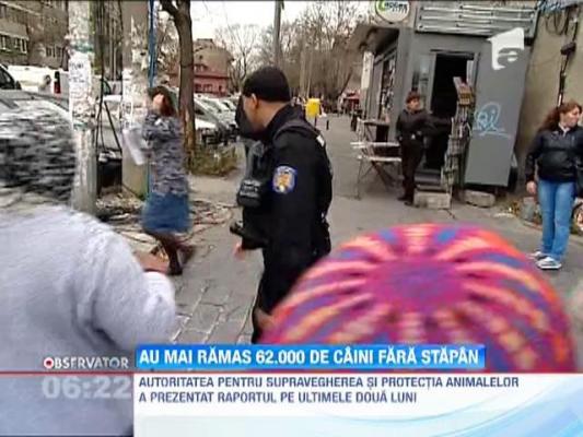 Au mai ramas 62.000 de caini fara stapan