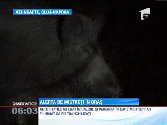 Doisprezece mistreti au iesit la plimbare pe strazile din Cluj-Napoca