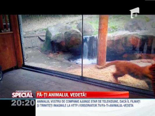 OBSERVATOR SPECIAL: Fă-ti animalul vedetă!