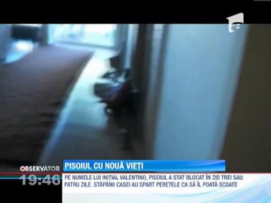 Pisoiul cu nouă vieţi