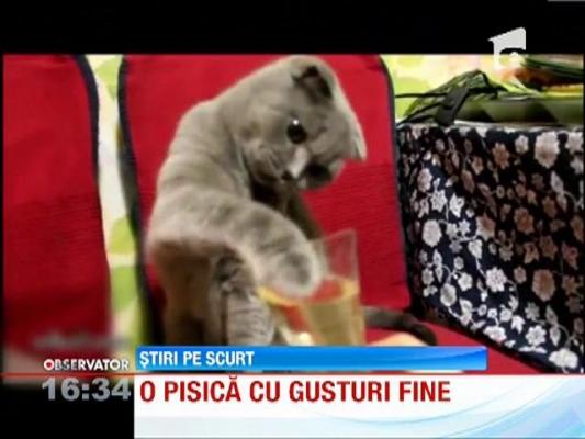 O pisică cu gusturi fine