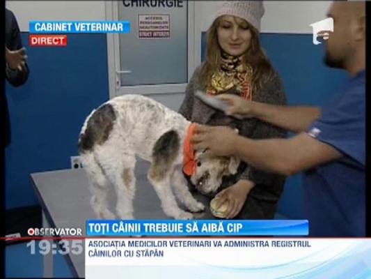 De anul viitor, din martie, câinii trebuie să fie înregistraţi şi să poarte cip de identificare