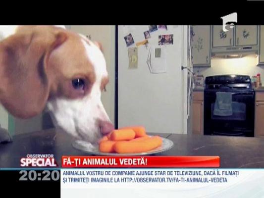 SPECIAL! Câinii dependenţi de morcovi