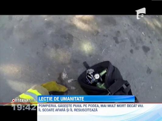 SUA: Un pompier a resuscitat o pisica intoxicata cu fum