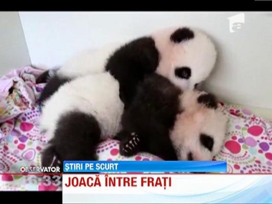 Doi urşi panda au fost filmaţi de angajaţii unei grădini zoologice din Atlanta