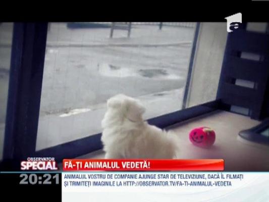 OBSERVATOR SPECIAL: Fă-ti animalul vedetă!