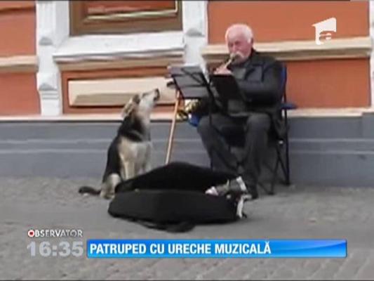 Patruped cu ureche muzicală