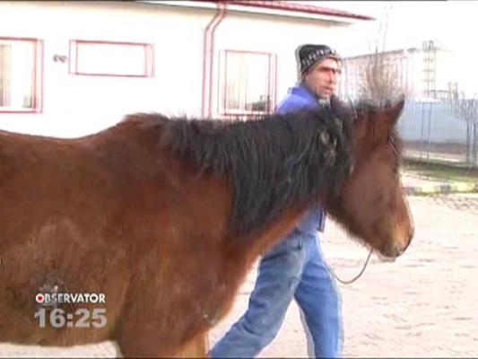 Primăria din Focşani a scos la licitaţie o iapă