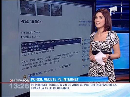 Porcii, vedete de internet