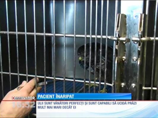 Uliul Jack, salvat de veterinarii arădeni