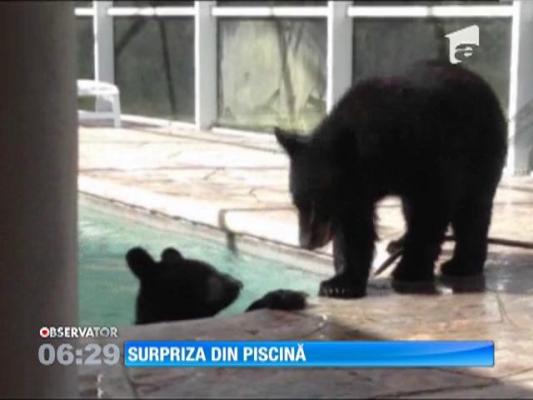 Doi urşi cu chef de joacă au pus stăpânire pe o piscină