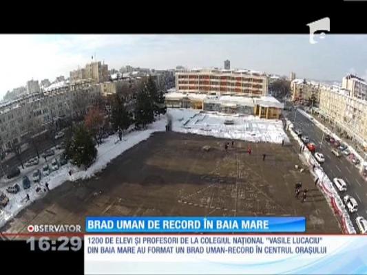 Cel mai mare brad uman din lume e la Baia Mare!