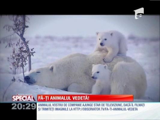 Fa-ti animalul vedeta!