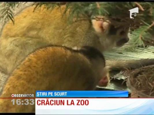 Maimuţele de la zoo, din Marea Britanie, au primit un brad încărcat cu bunătăţi