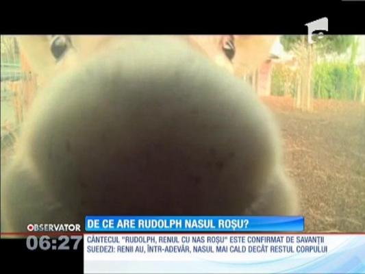 Misterul a fost dezlegat. De ce renul Rudolph are nasul roşu