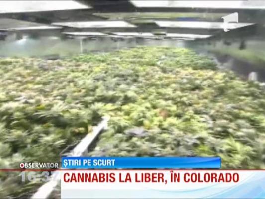Colorado este primul stat american care legalizează consumul de MARIJUANA