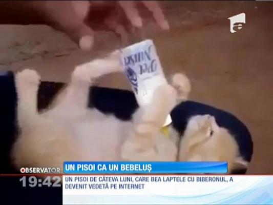 Un pisoi bea lapte cu biberonul ca un bebeluș
