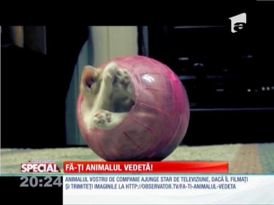 Fă-ţi animalul vedetă!