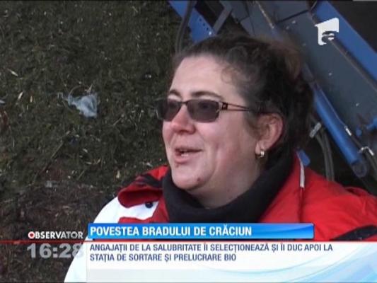 Povestea bradului de Crăciun