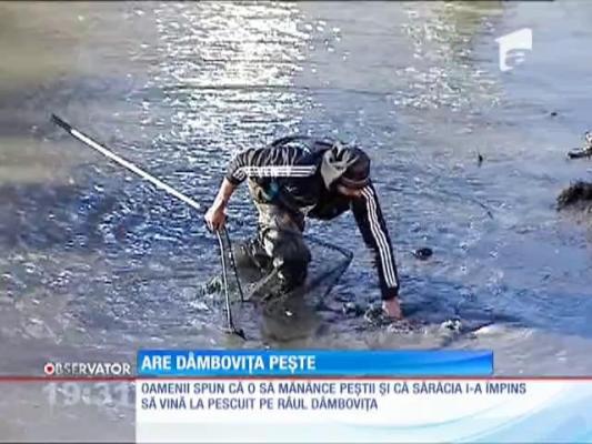 Vânătoare de peşti cu mâinile goale în Dâmboviţa