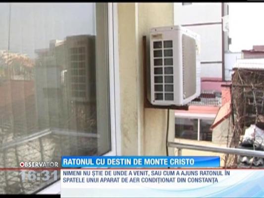 Musafir nepoftit! A găsit în curtea casei un raton