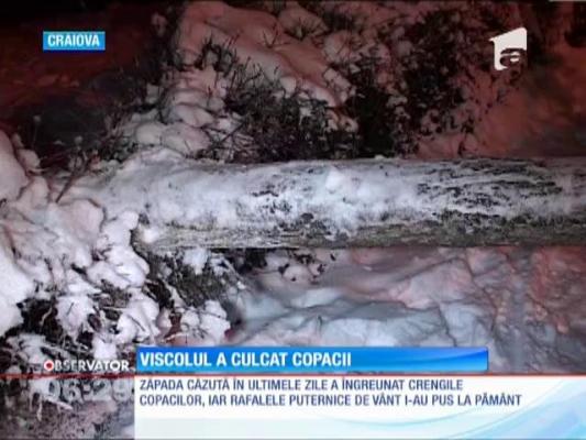Mai mulţi copaci au căzut peste autoturismele parcate în faţa blocurilor