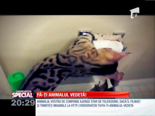 Special! Obiceiuri pisiceşti