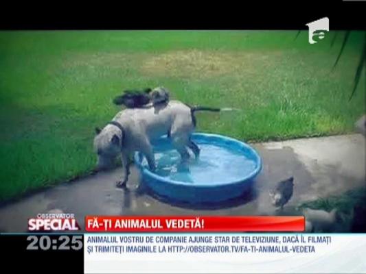 Special! Un pitbull, suport pentru găini
