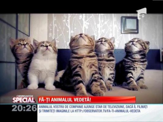 Fa-ti animalul vedeta!