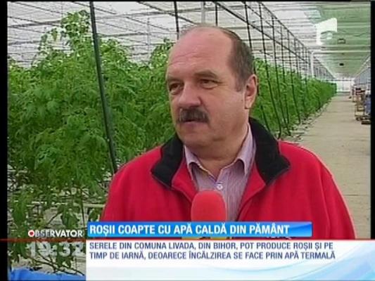 Roșii coapte cu apă caldă din pămănt