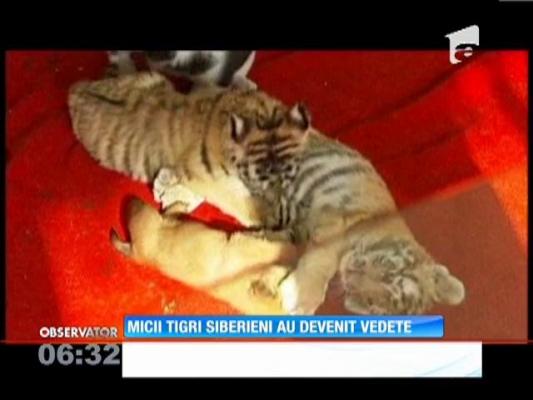 Trei tigrii siberieni au devenit vedete în China