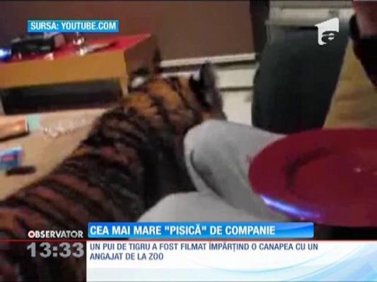 Tigrul, cea mai mare ''pisică'' de companie