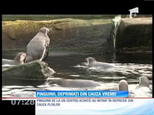 Pinguinii din Marea Britanie, deprimaţi din cauza vremii