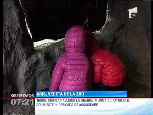 Un tigru siberian, vedeta Grădinii Zoologice din Oradea