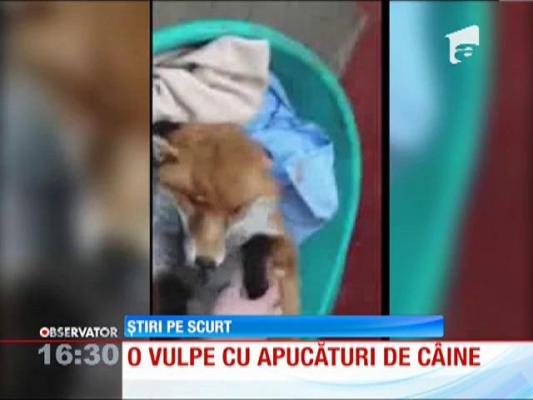 O vulpe cu apucături de câine