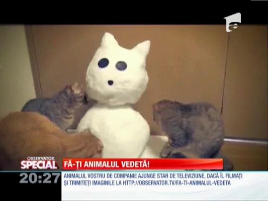 Fa-ti animalul vedeta!