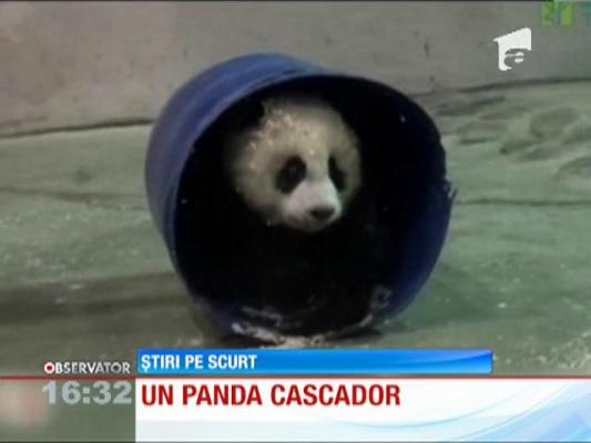 VIDEO: Un pui de panda a cucerit internetul cu veleităţile de acrobat