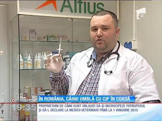 De luna viitoare, proprietarii de câini sunt obligaţi să-şi microcipeze patrupedul: Cât costă o astfel de procedură!