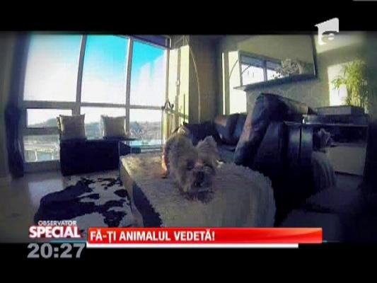 Fă-ţi animalul vedetă!