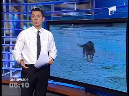 O componentă a lotului naţional de atletism a fost mușcată de un câine