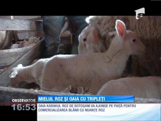 Mielul roz şi oaia cu tripleţi, pe câmpiile din Botoşani