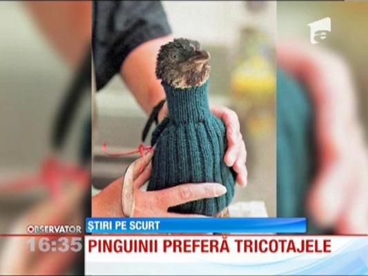 Angajaţii unei organizaţii pentru protecţia animalelor din Australia s-au apucat de tricotat!