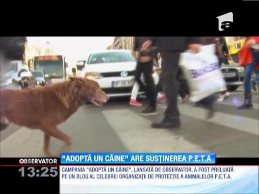 Campania "Adoptă un câine" are susţinerea P.E.T.A