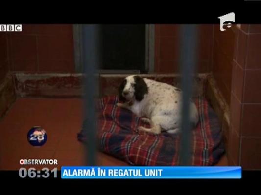 Britanicii se tem de o epidemie de rabie din cauza traficului cu animale