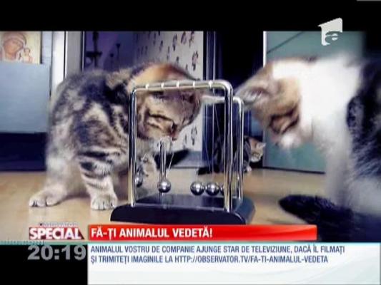 Fa-ti animalul vedeta!