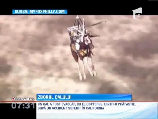 O femeie din SUA a căzut împreuna cu calul său într-o crevasă de 15 metri