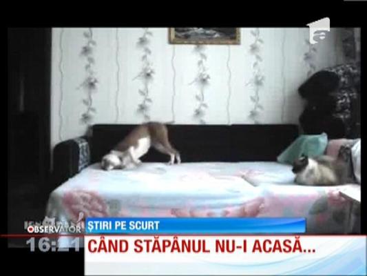 Un câine haios pune stăpânire pe canapeaua din sufragerie